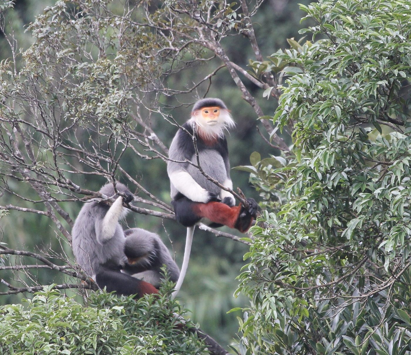 Duca dalle zampe rosse