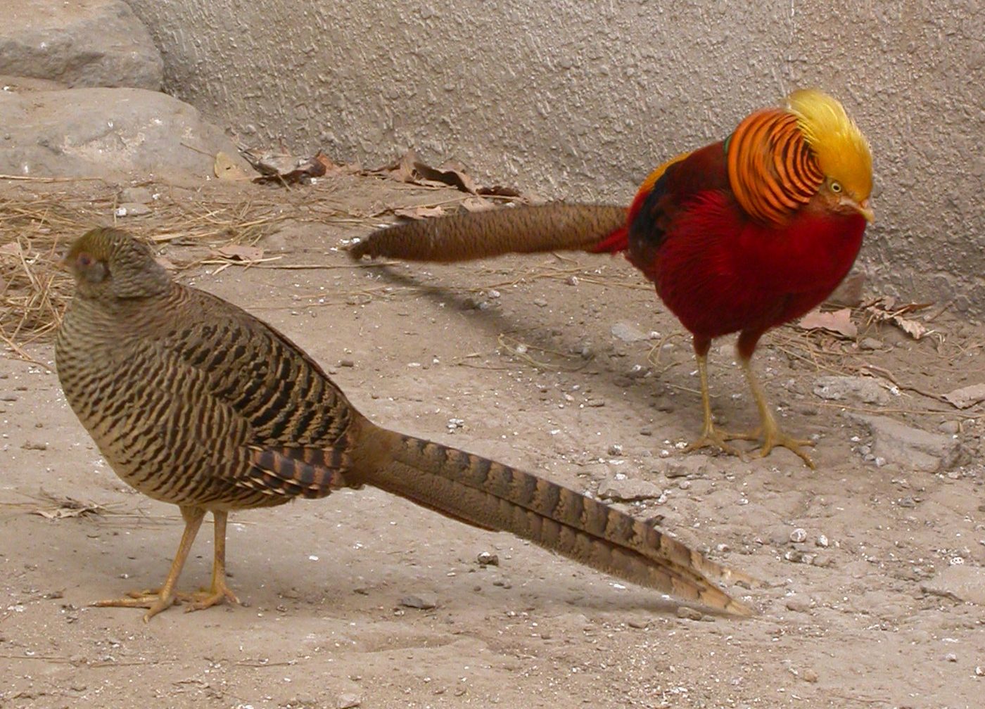 Goldfasan