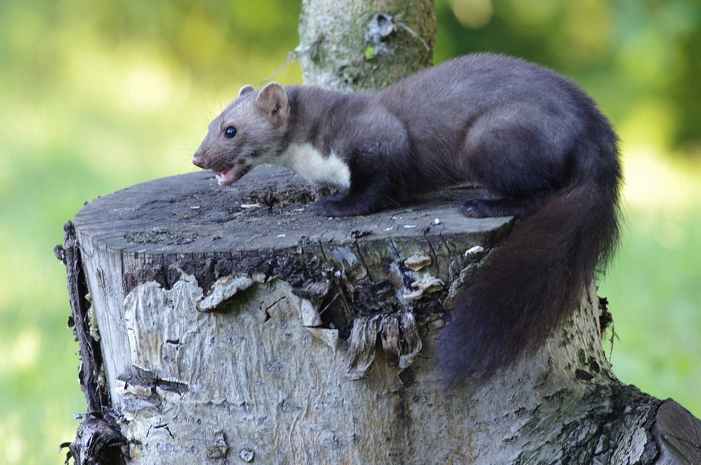 Faina