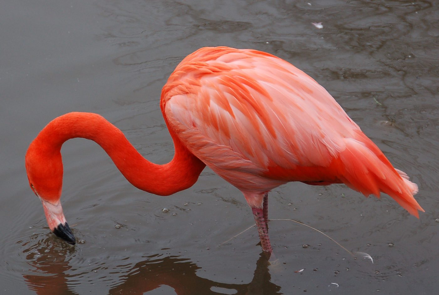 American flamingo