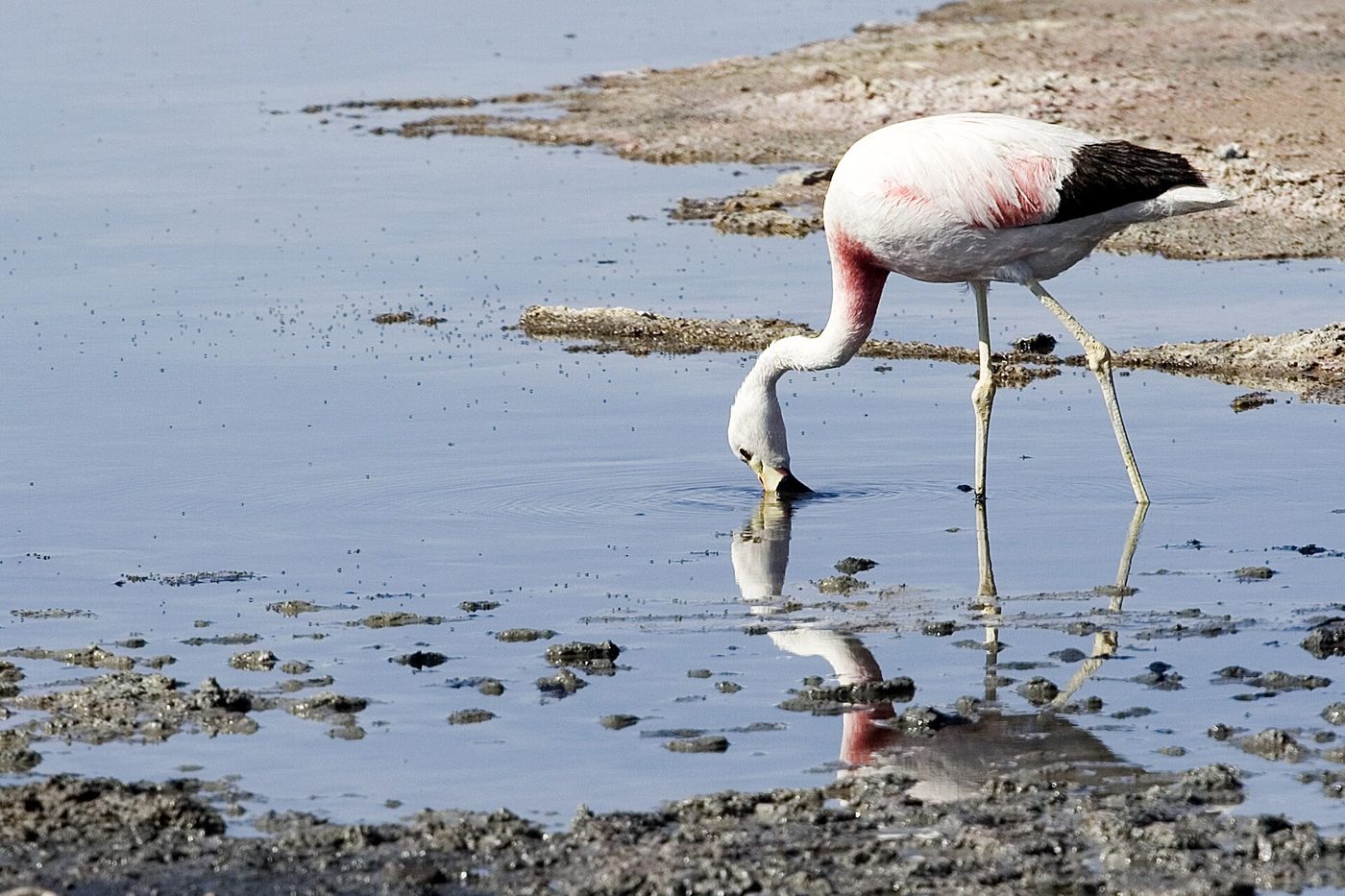 Andenflamingo
