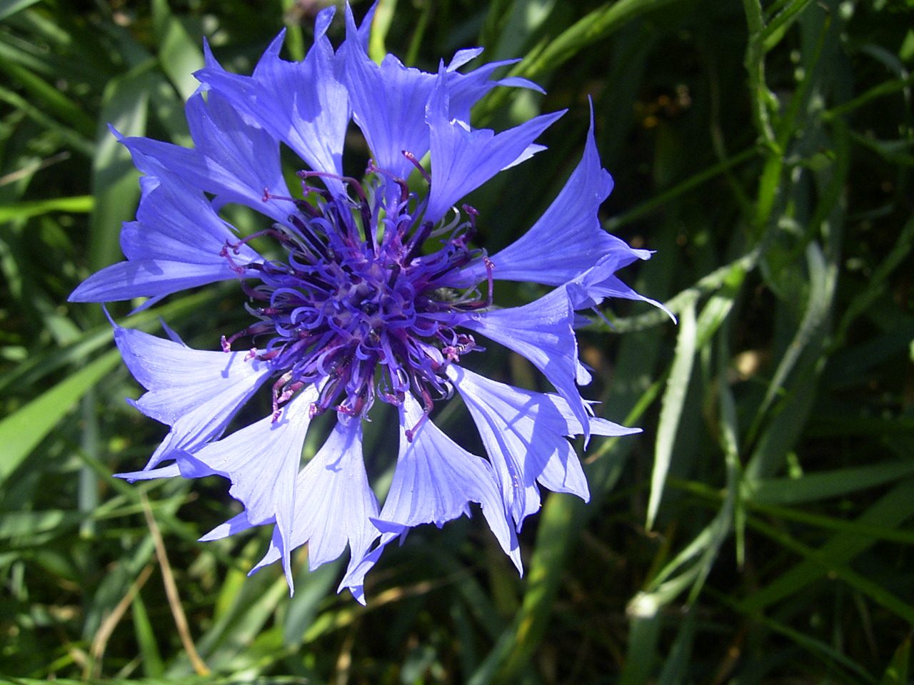 Cornflower