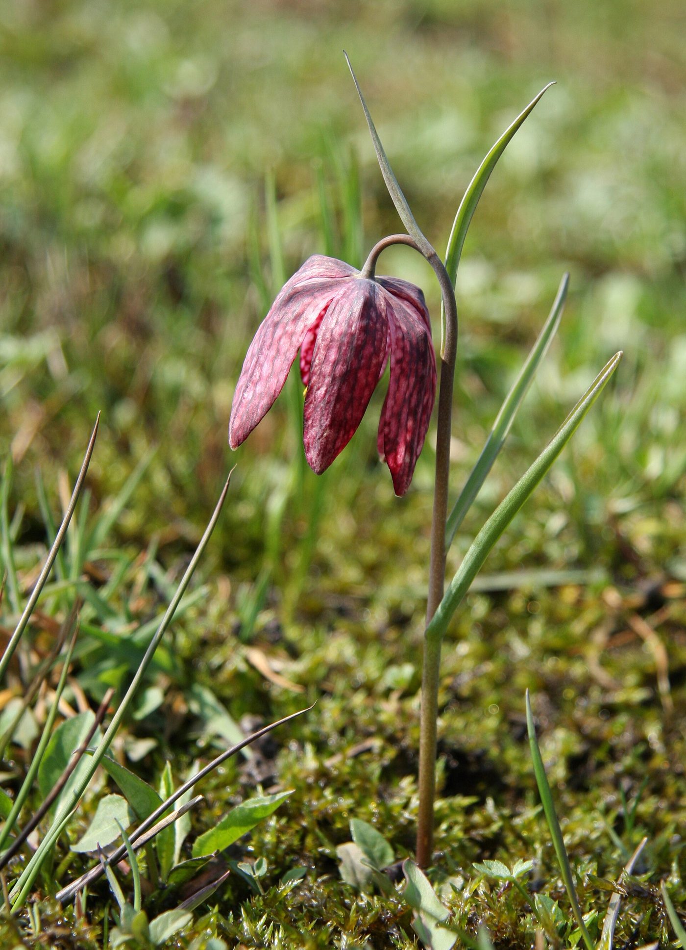 Fiore di scacchiera