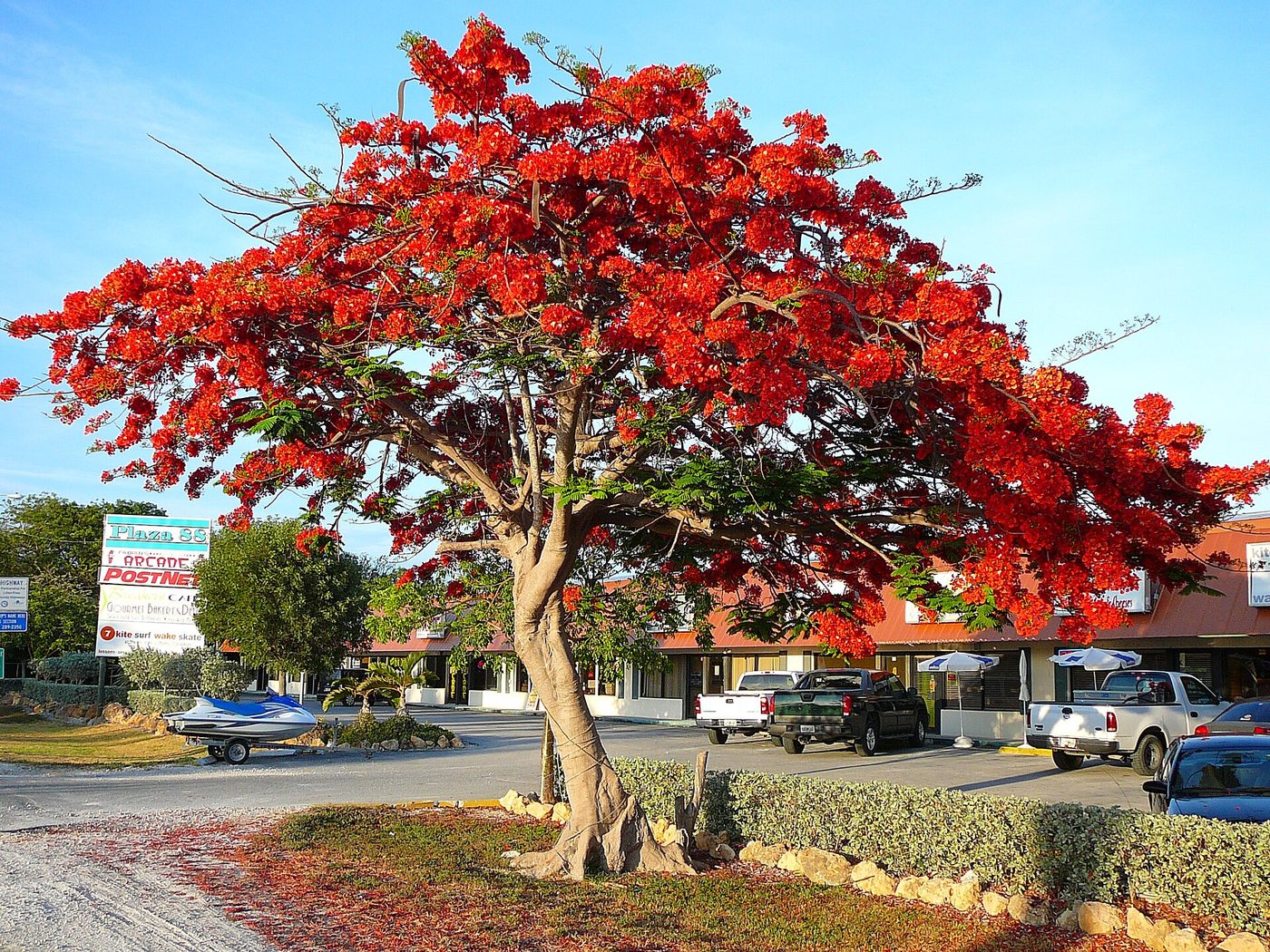 Flammenbaum