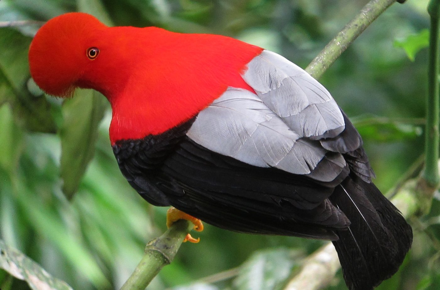 Andean cock-of-the-rock