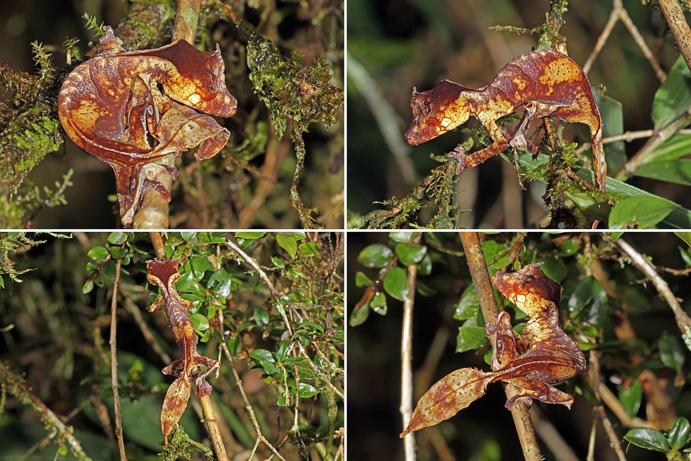 Satanischer Blattschwanzgecko