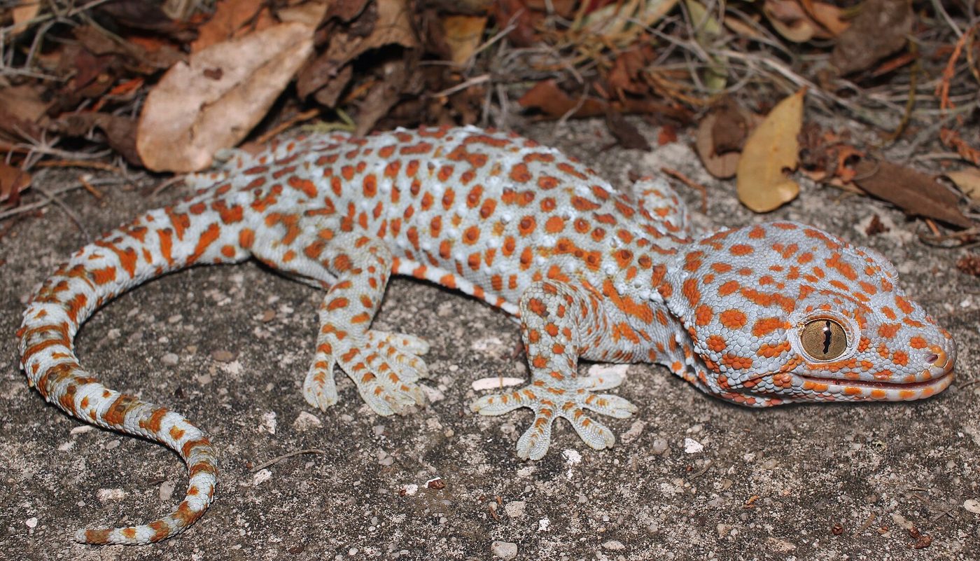 Tokay gecko