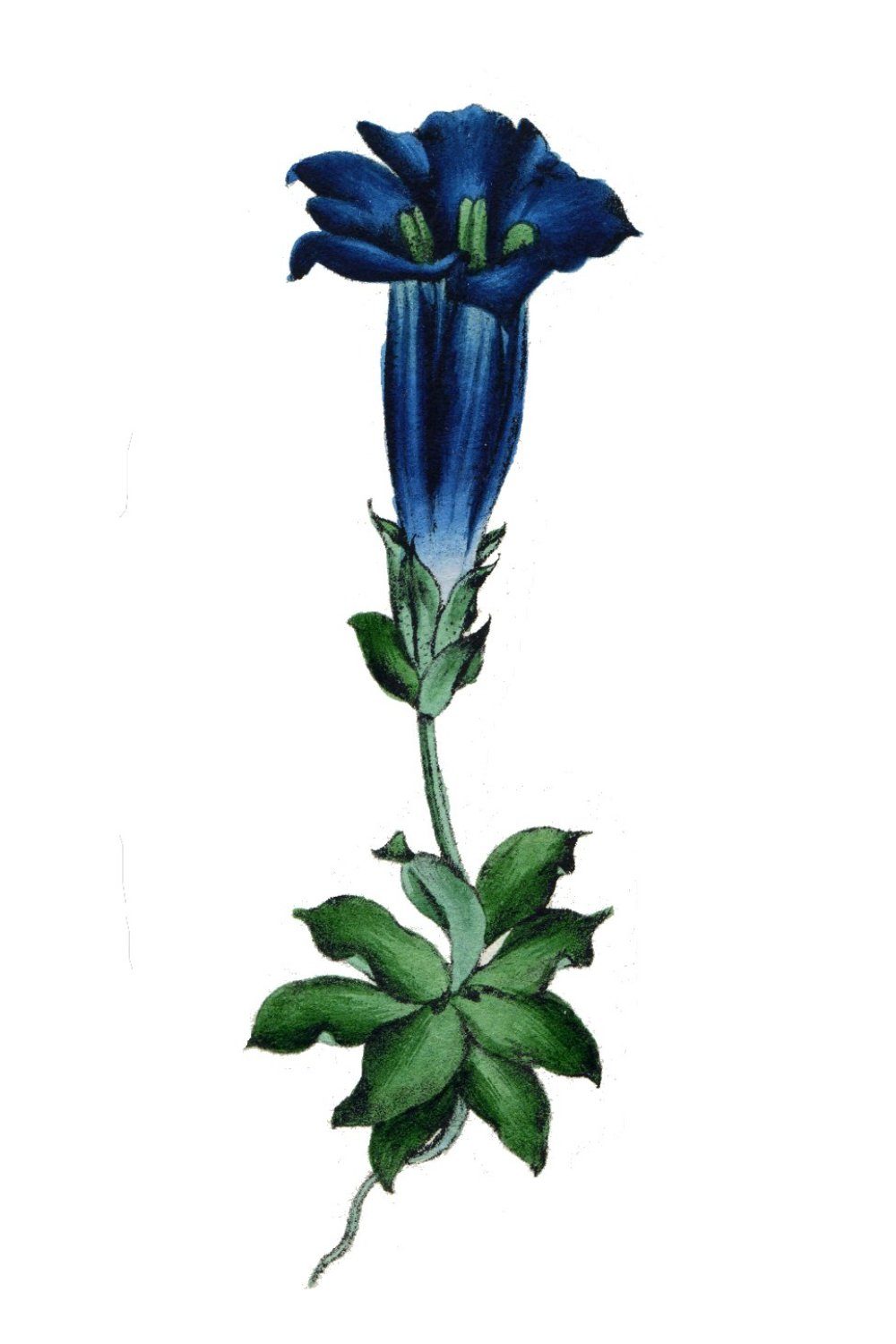 Trumpet gentian
