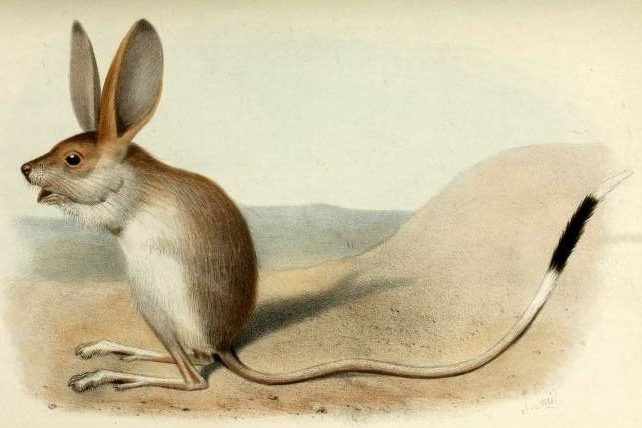 Long-eared jerboa