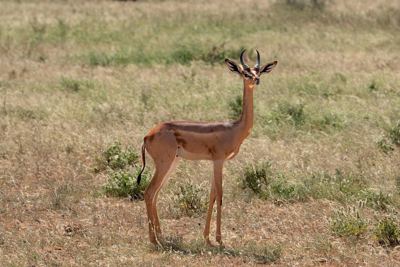 Gazelle-girafe