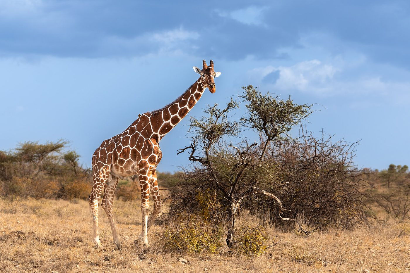Girafe réticulée