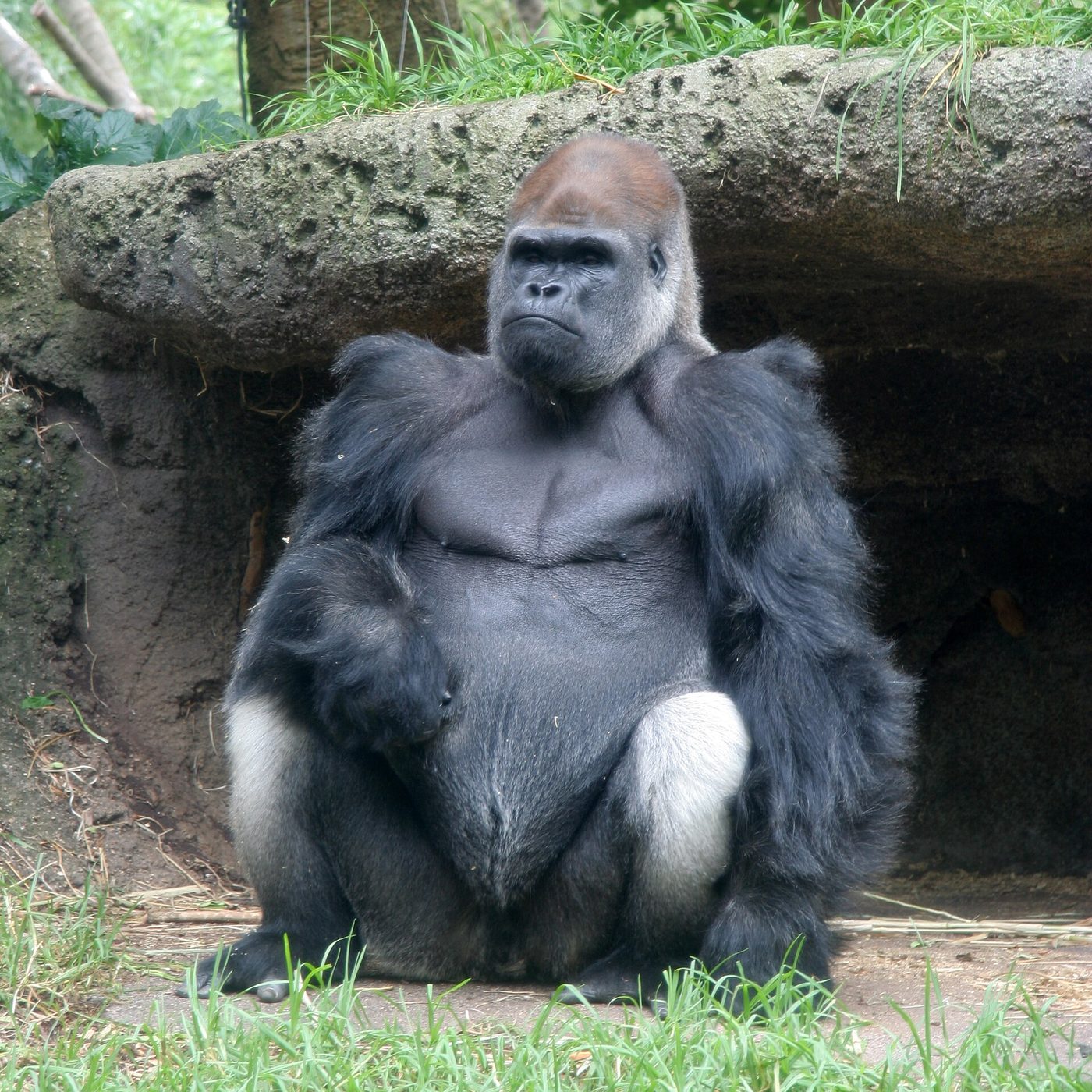 Gorila occidental