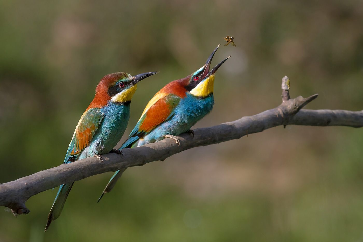 Abejaruco europeo