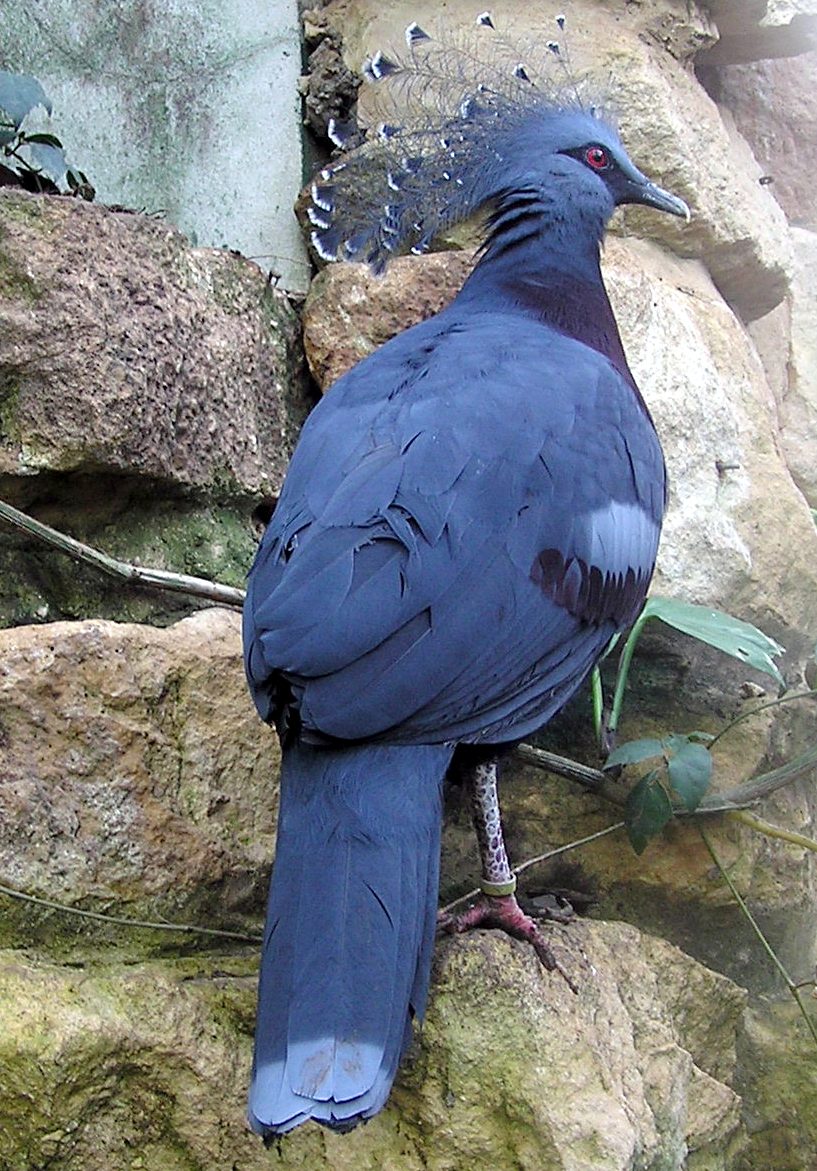 Victoria crowned pigeon