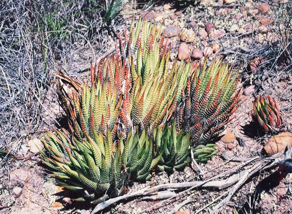 Haworthia zebra