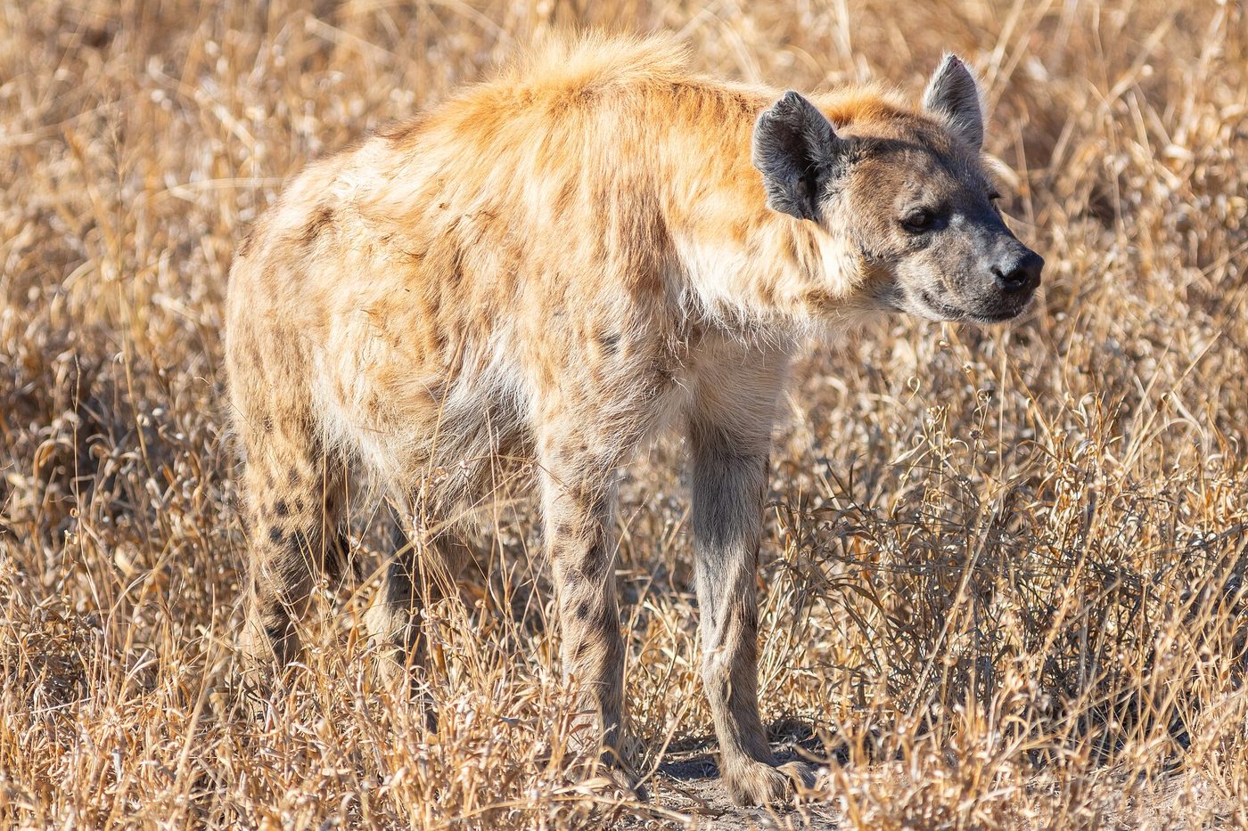 Spotted hyena