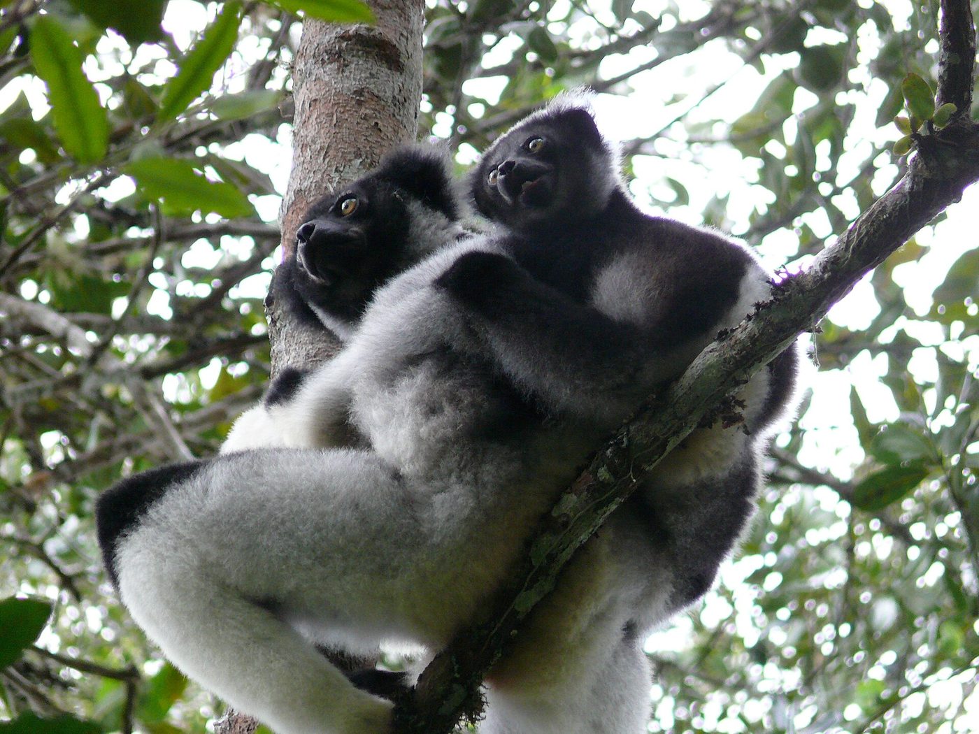 Indri