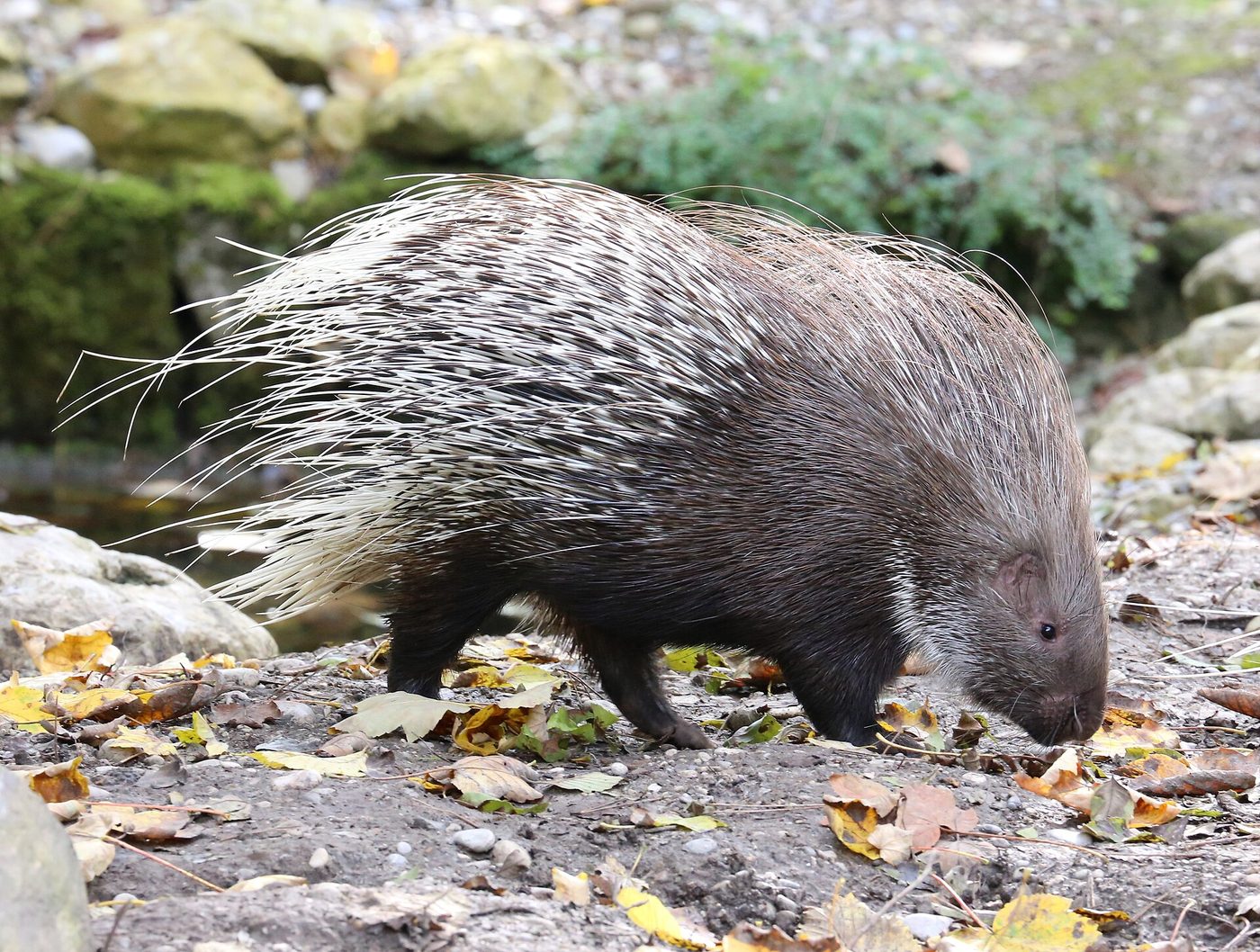 Indian crested porcupine