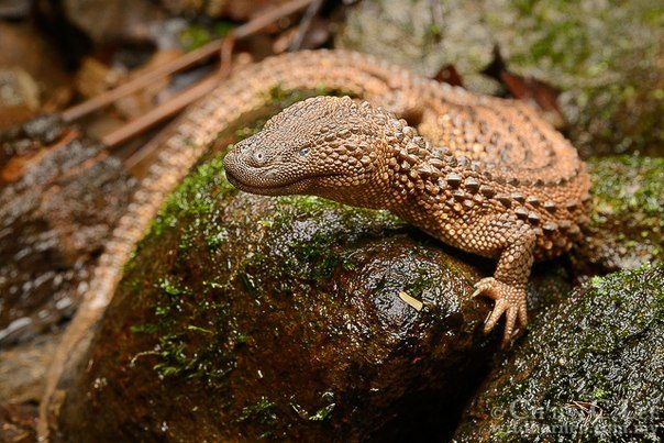 Lézard sans oreille de Bornéo
