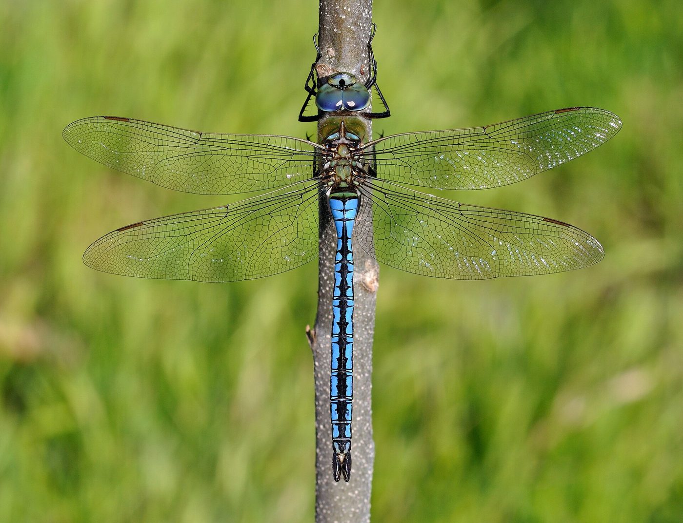 Emperador azul