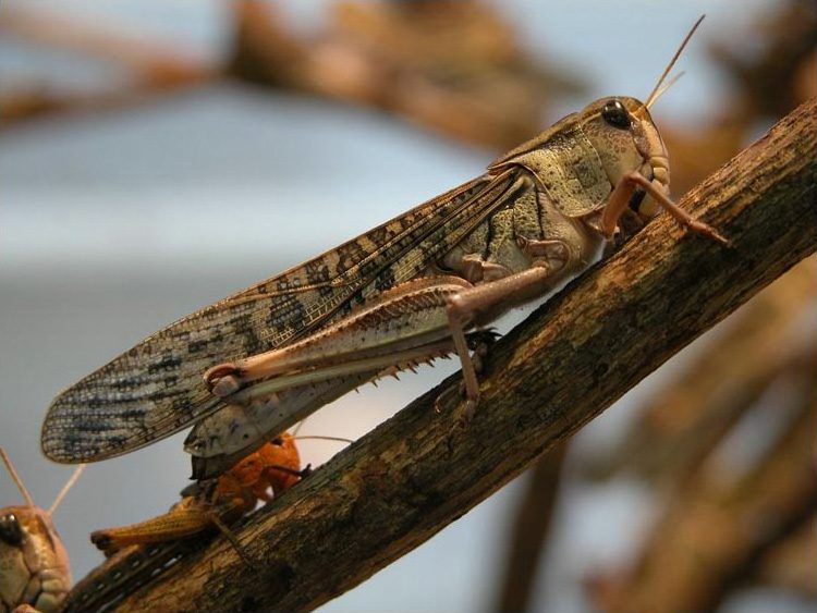 Langosta migratoria