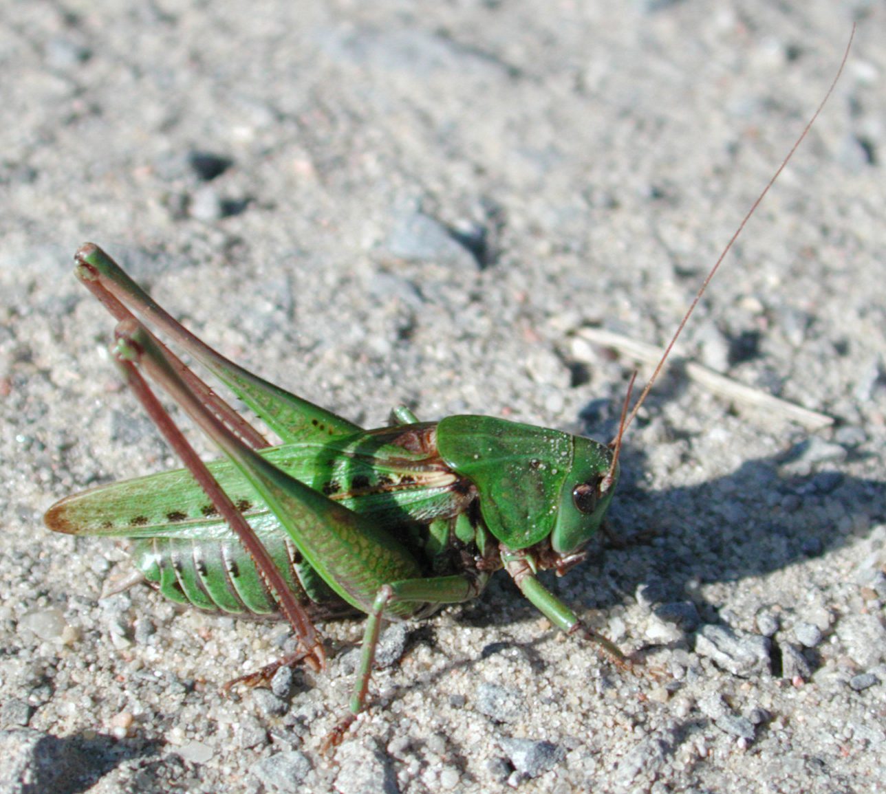 Wart-biter