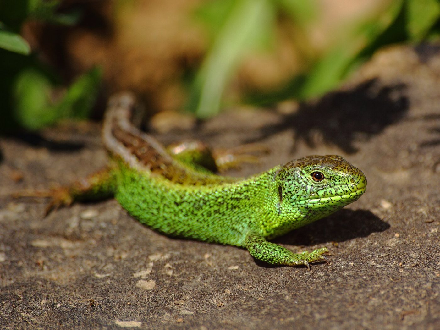 Lézard des souches