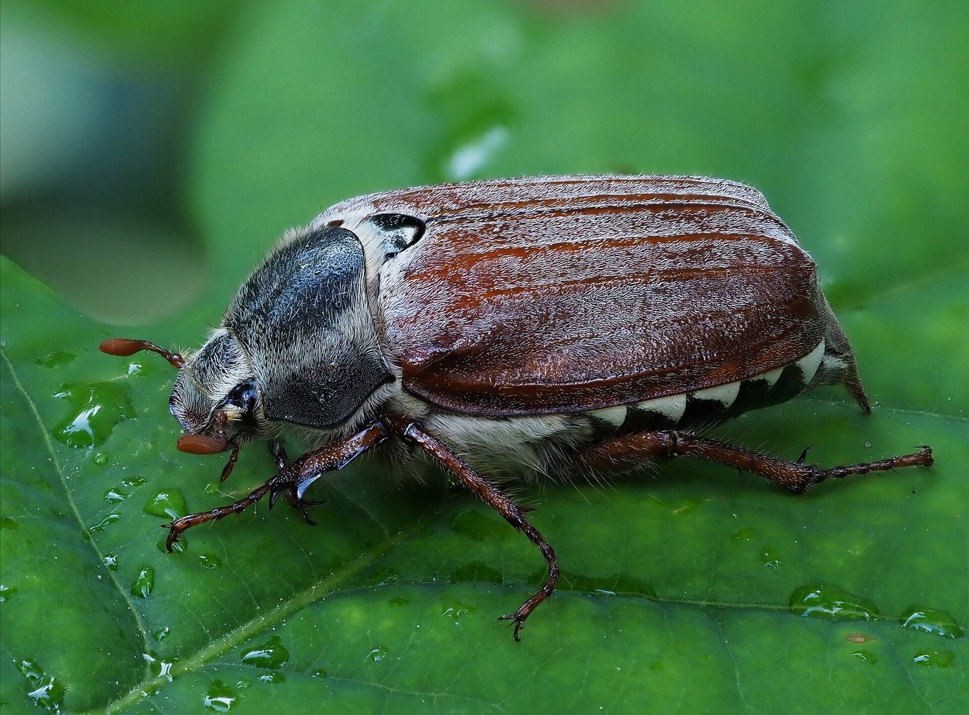 Escarabajo sanjuanero