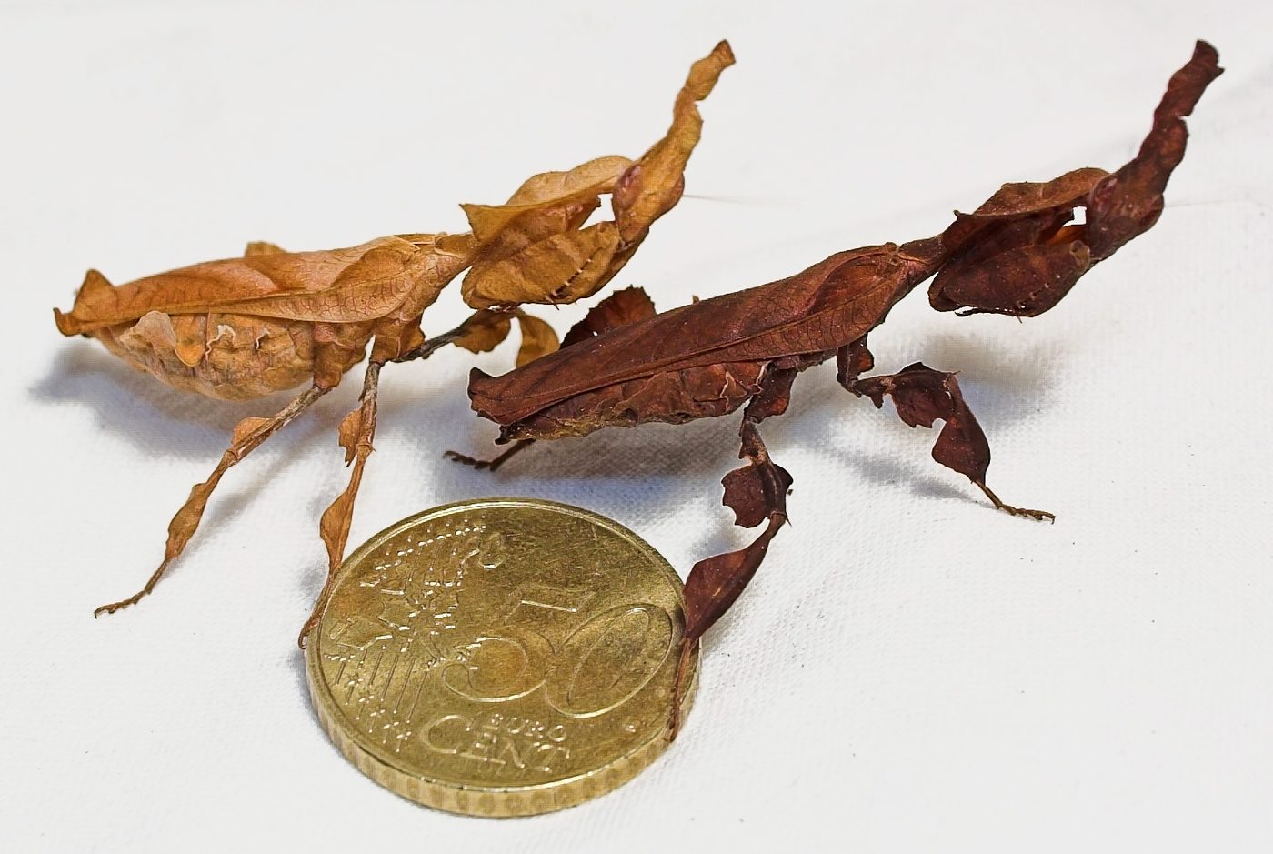 Ghost mantis