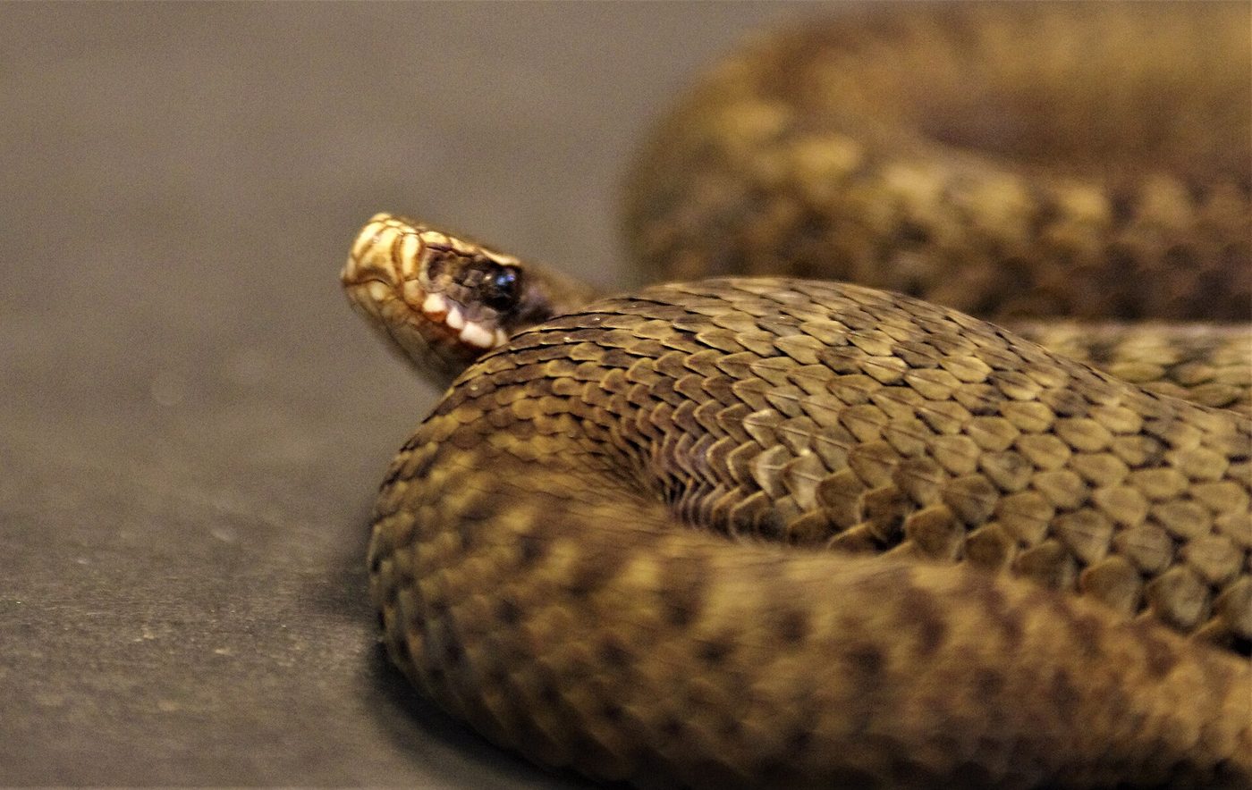 European adder