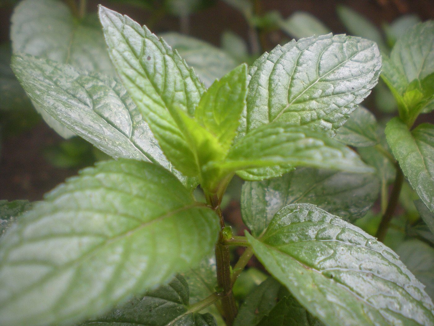 Menta piperita