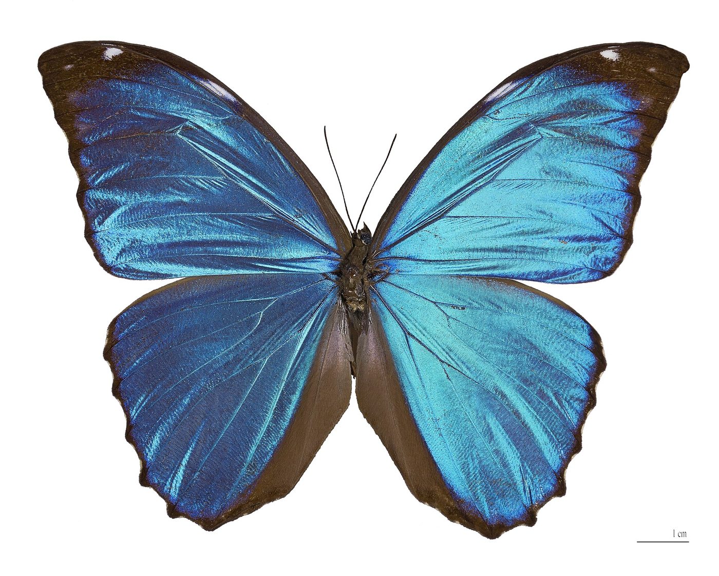 Morpho bleu