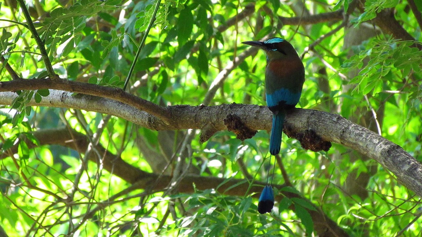 Momoto cejiazul