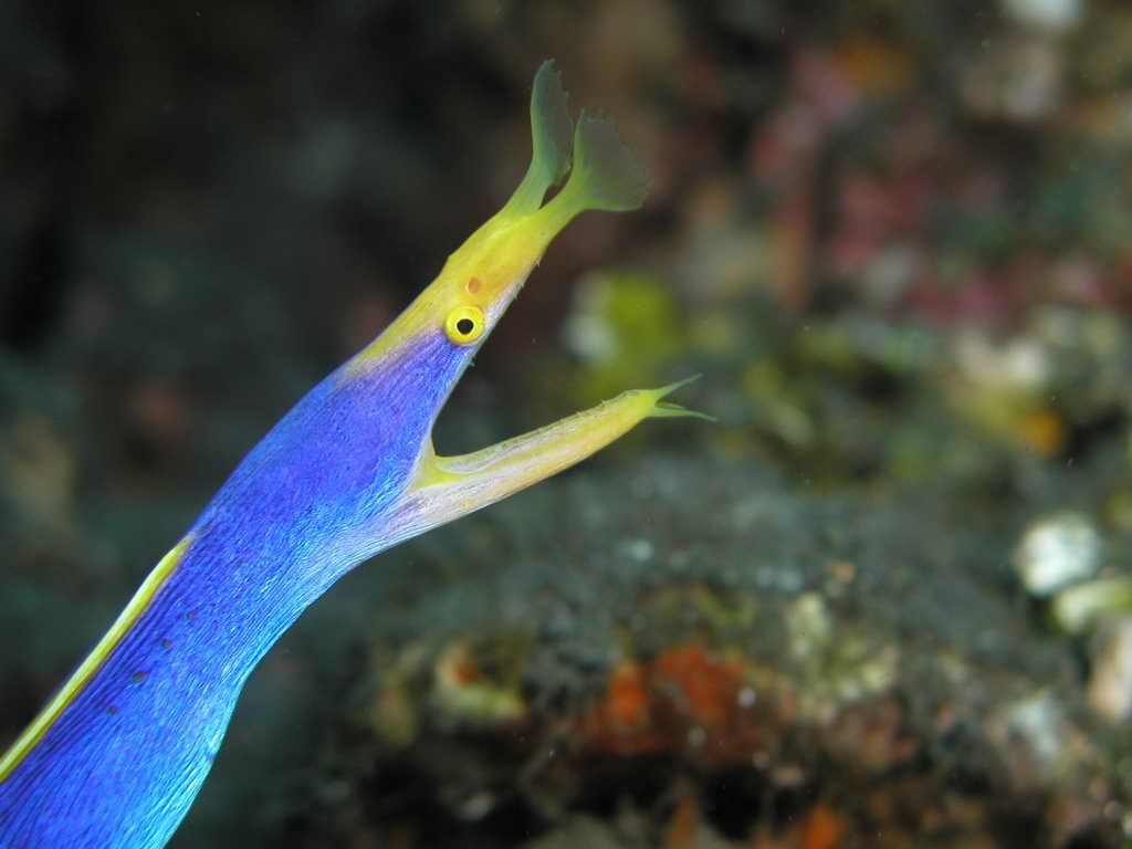 Ribbon eel