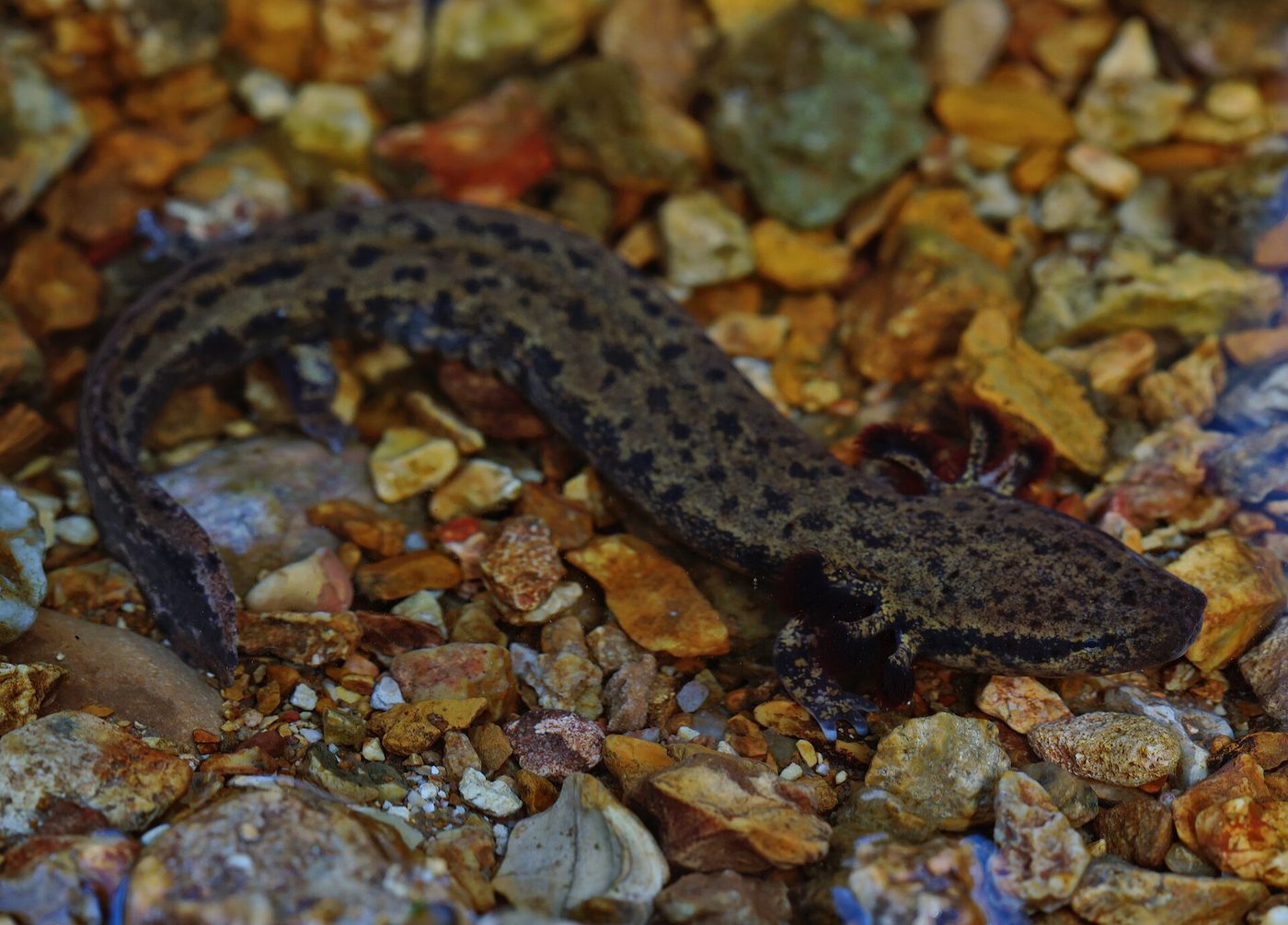 Common mudpuppy