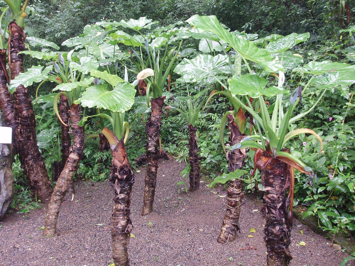 Giant taro