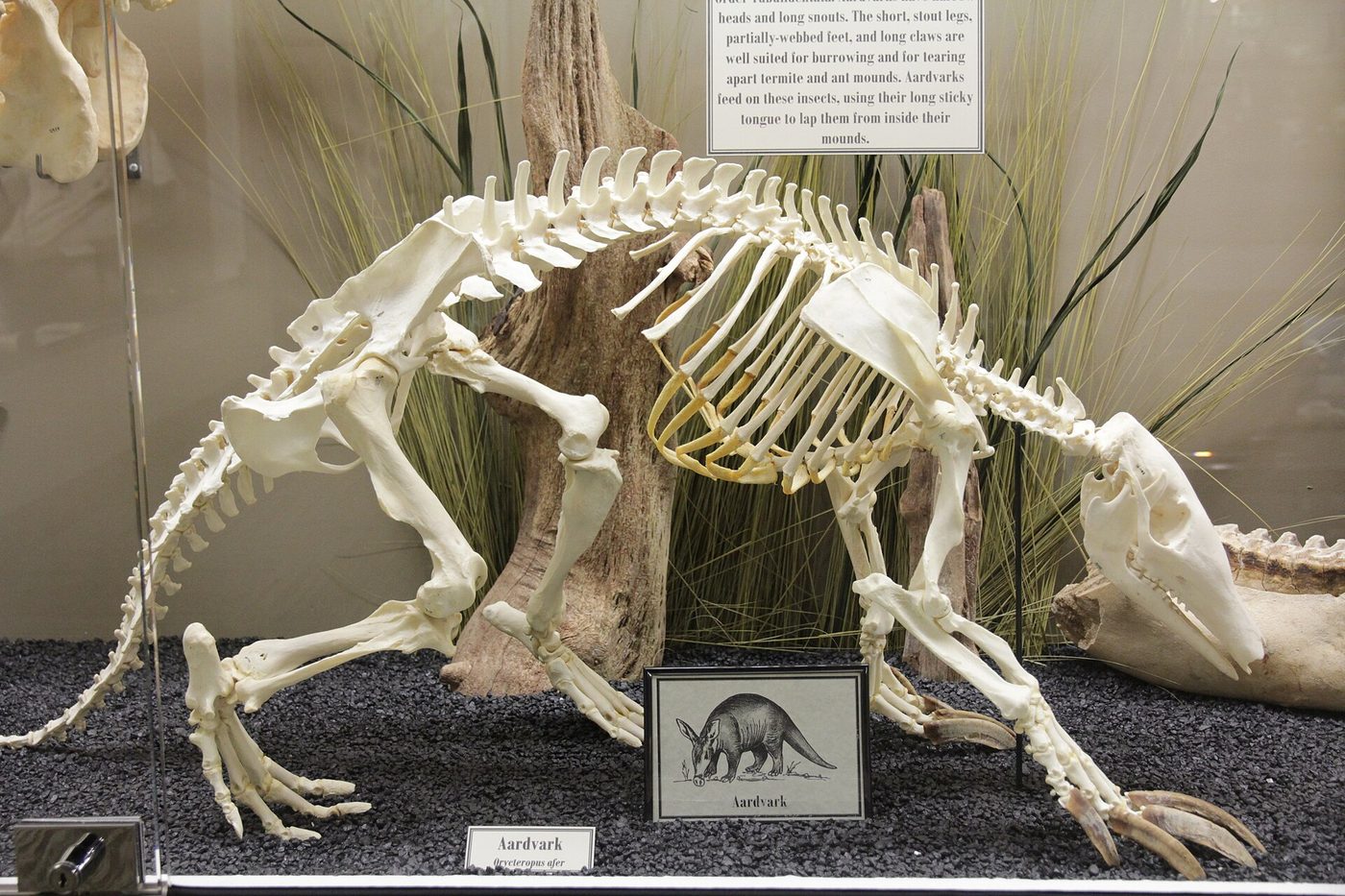 Aardvark