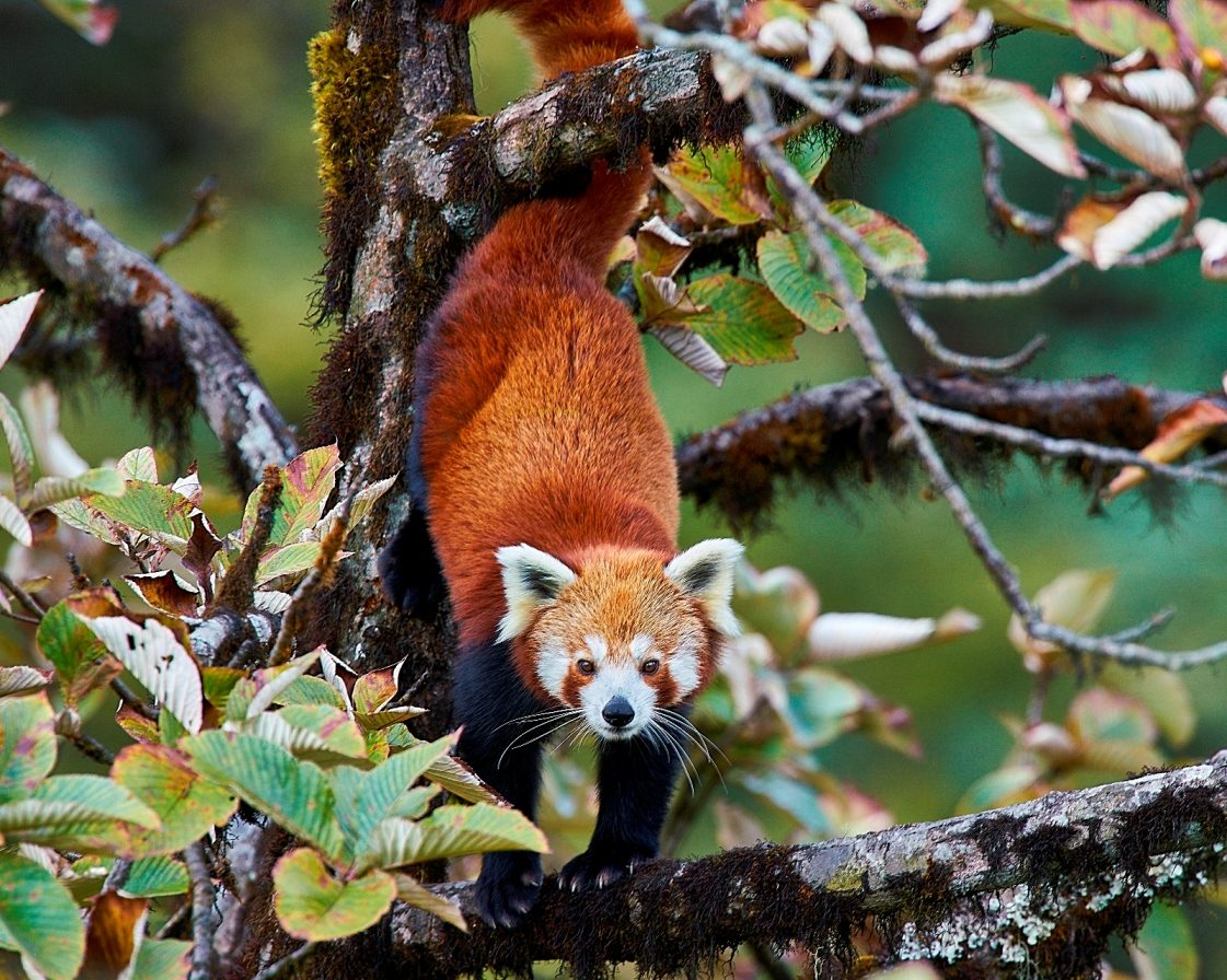 Red panda