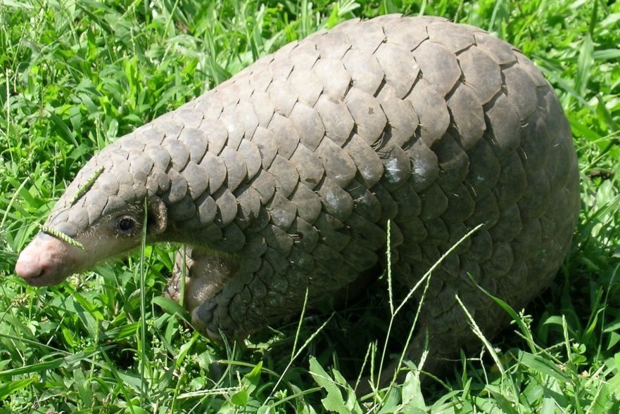 Pangolin de Chine