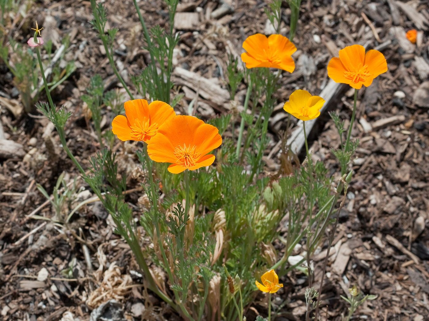 Papavero della California