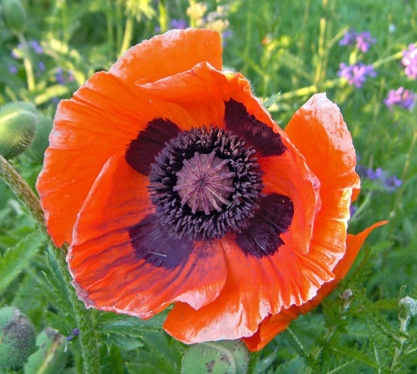 Papavero orientale