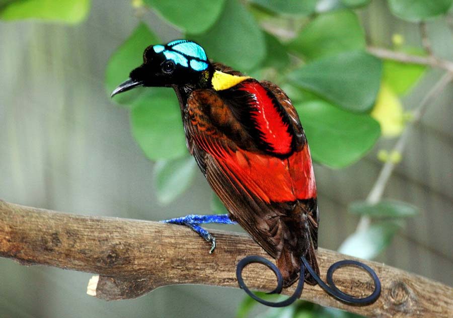 Wilson's bird-of-paradise