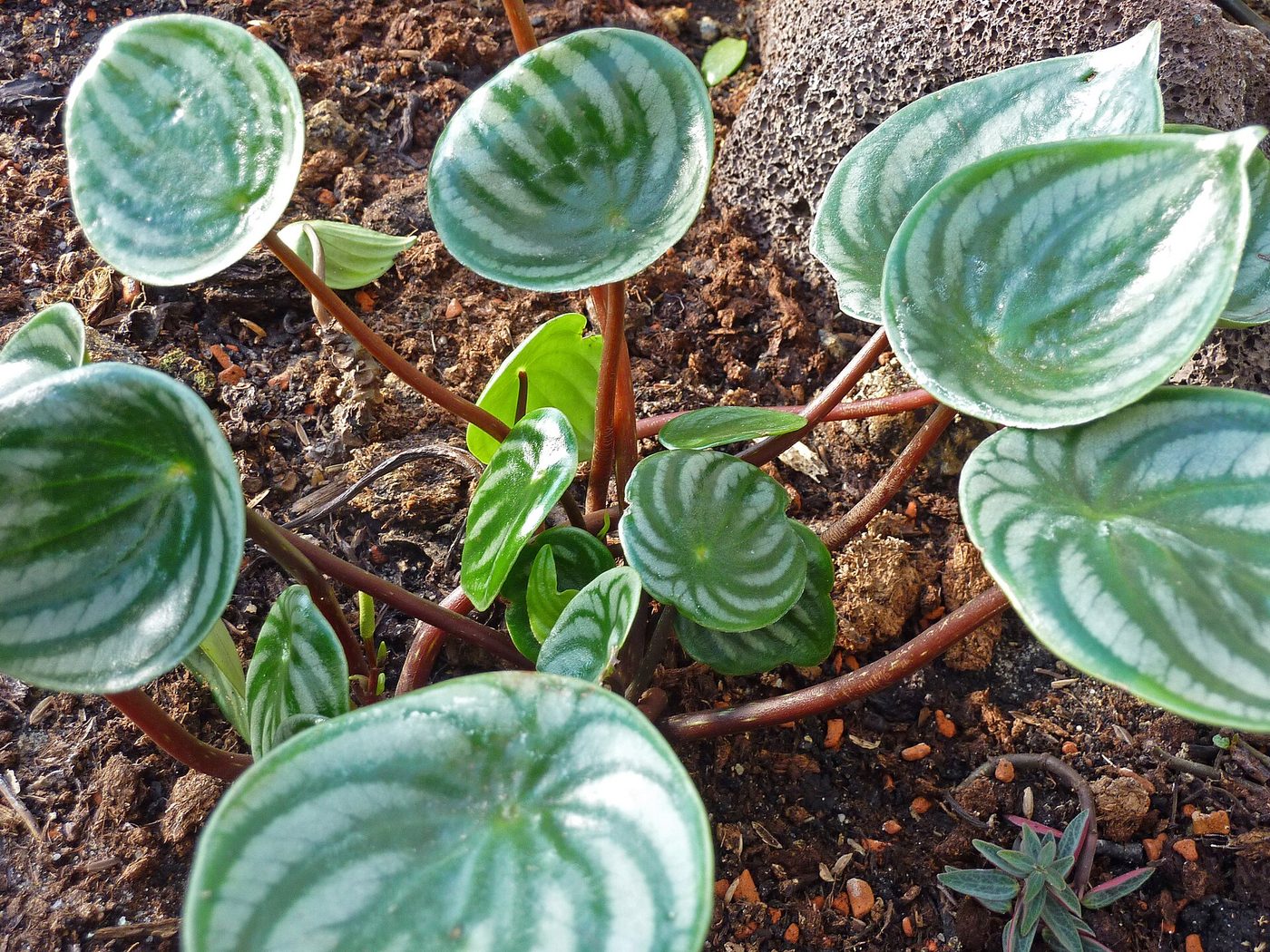 Peperomia anguria