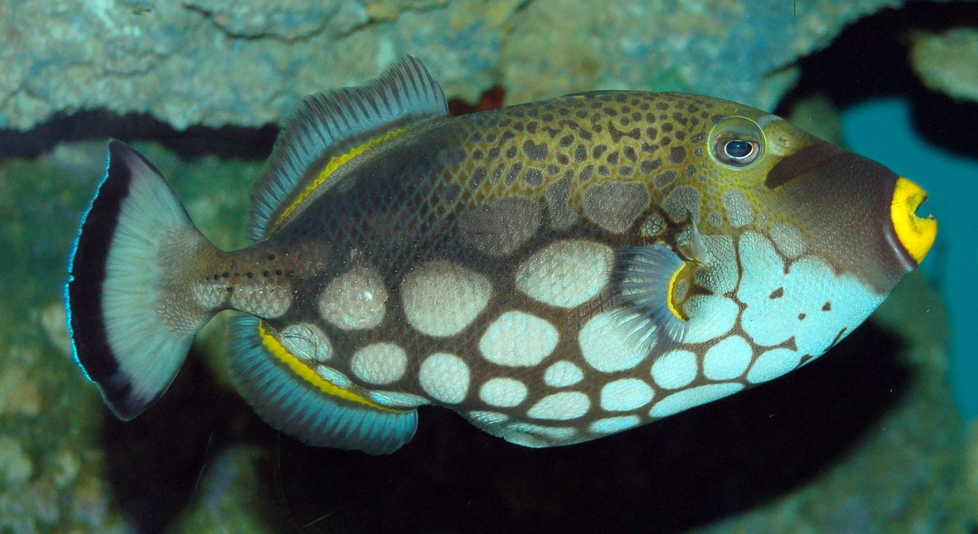 Clown triggerfish