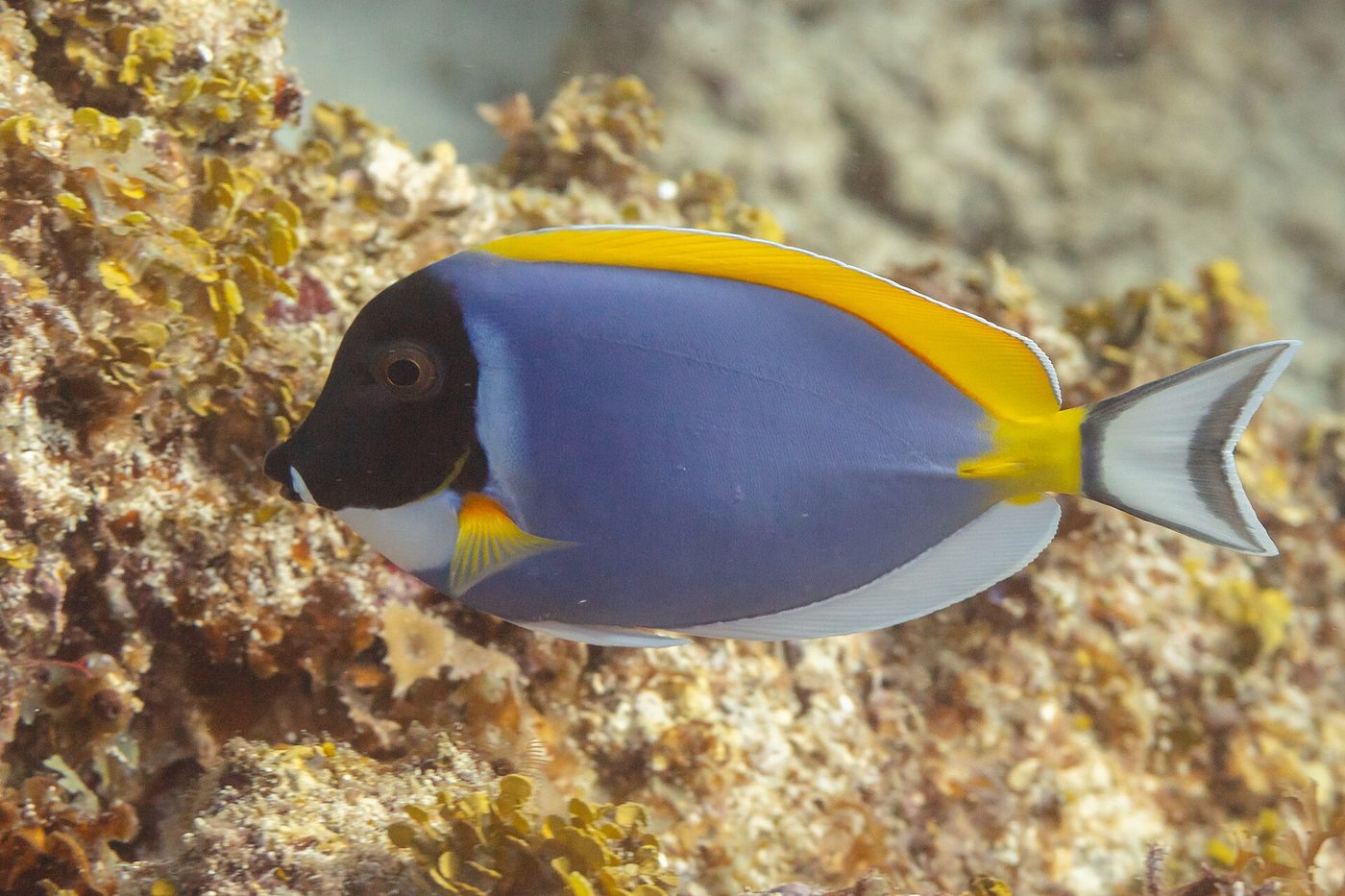 Powder blue tang
