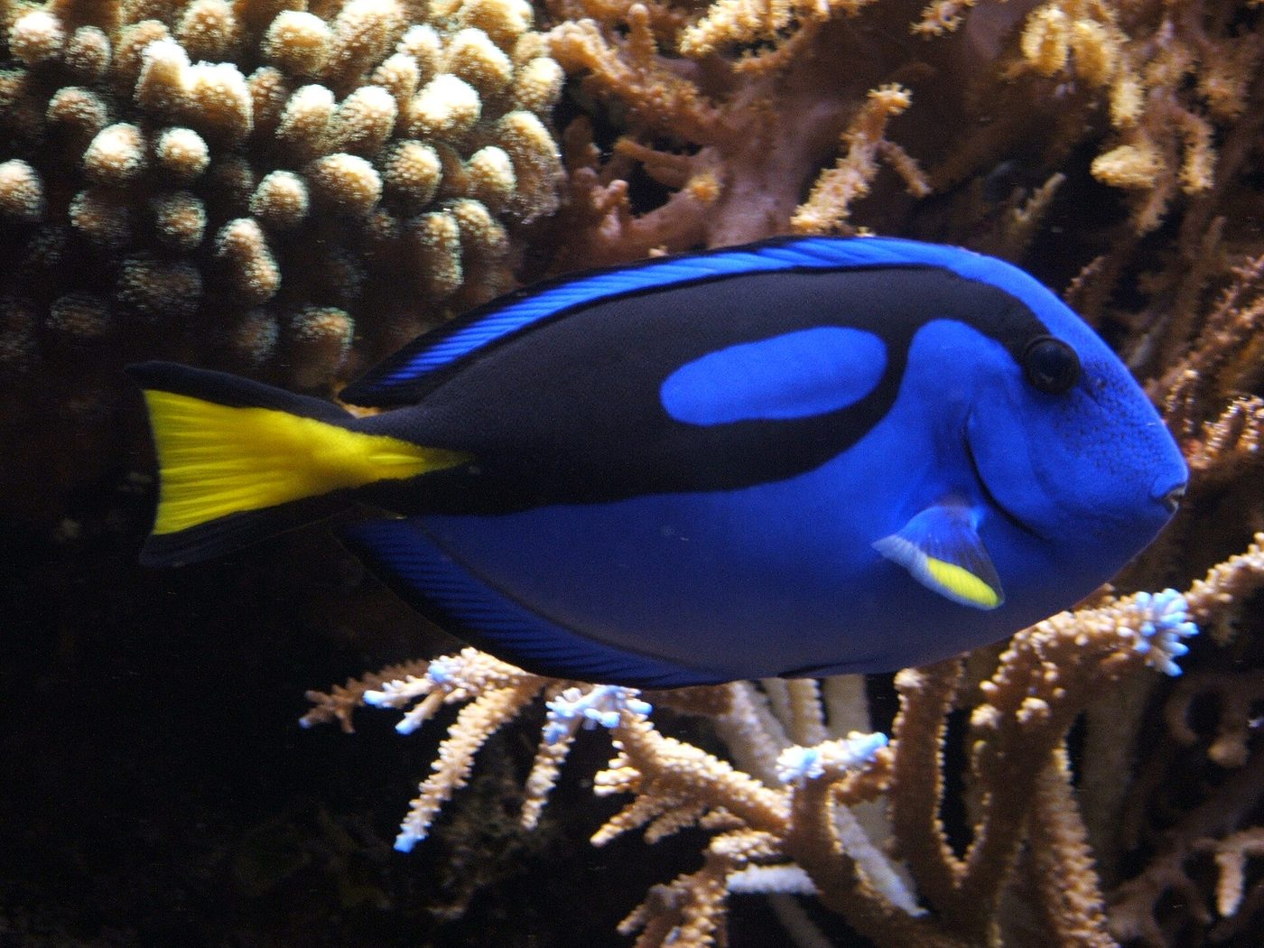 Regal tang
