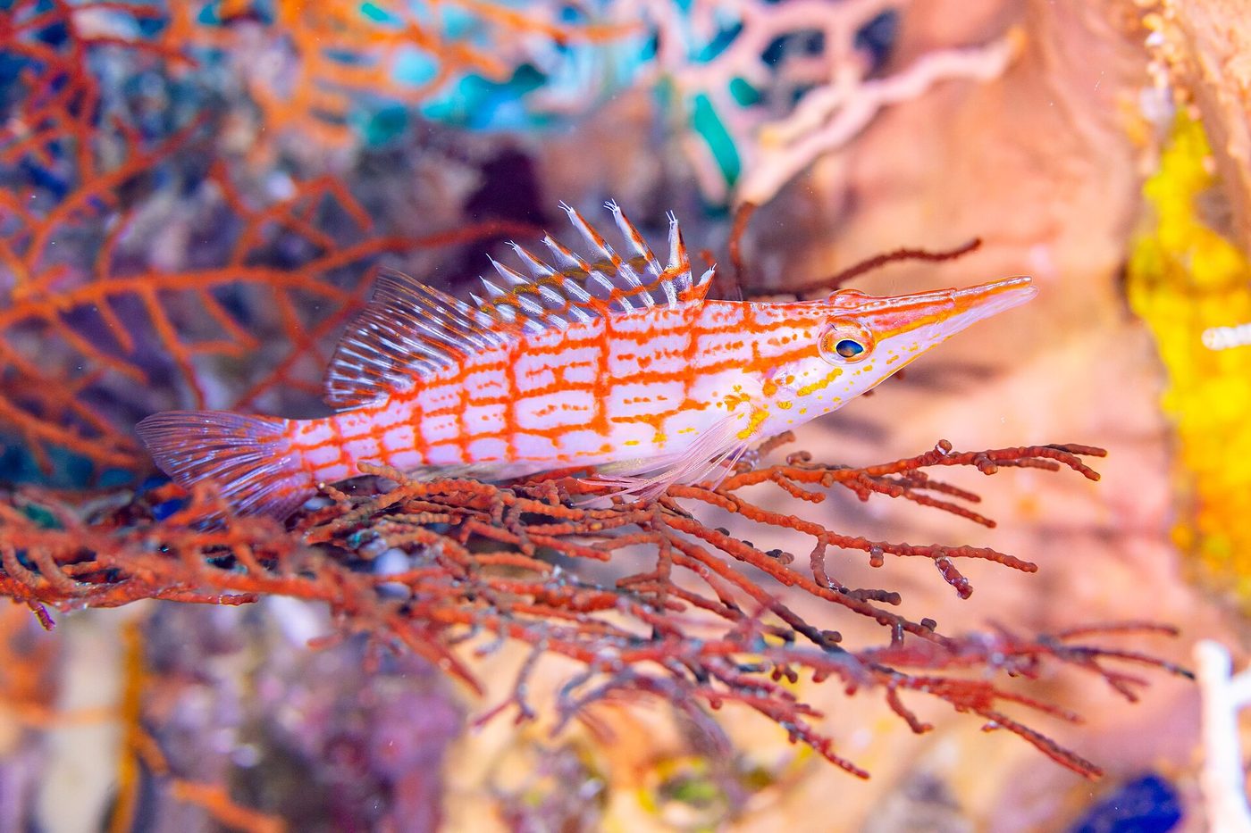 Longnose hawkfish