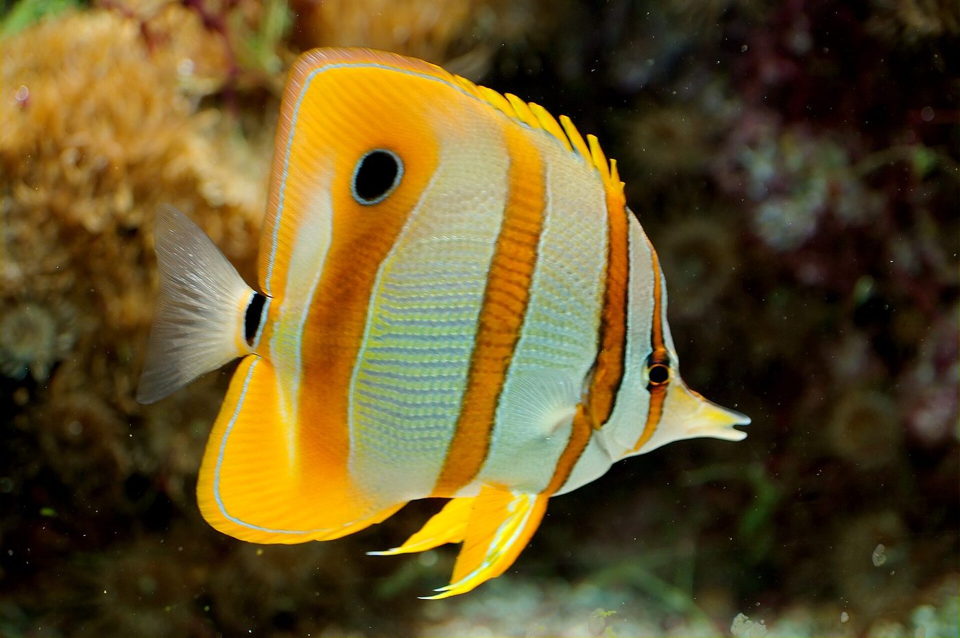 Pez mariposa de nariz alargada