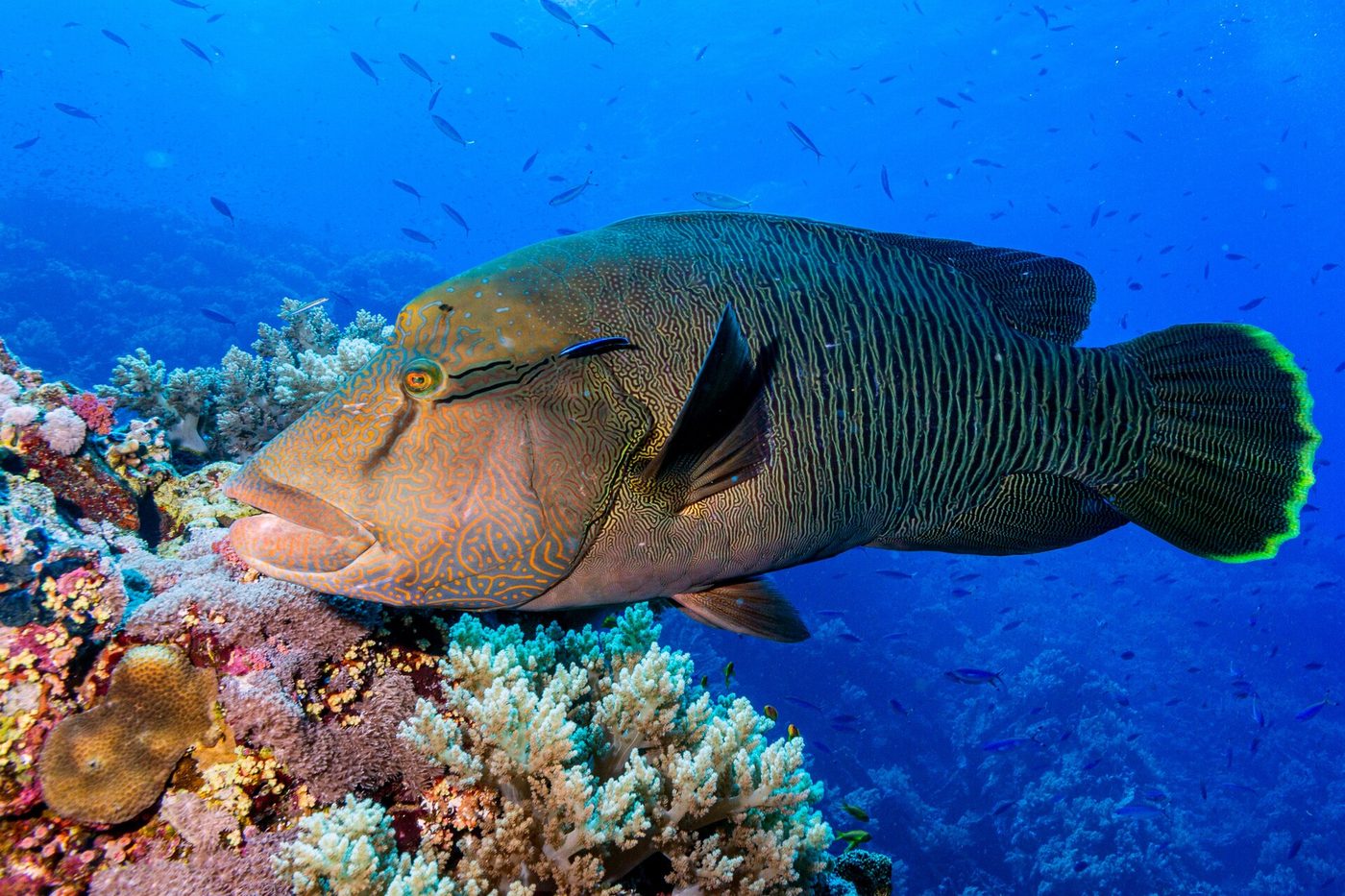 Humphead wrasse