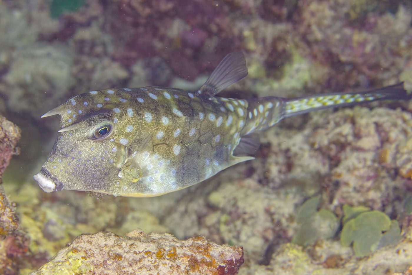 Longhorn cowfish